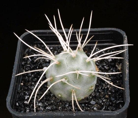 Tephrocactus_curvispinus